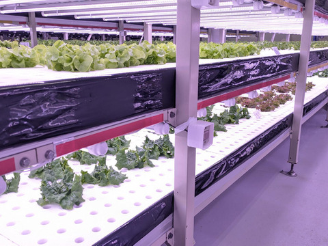 彩りと健康のレタス3種セット　レッドリーフ×フリルレタス×グリーンオーク　個包装約50g×6袋《高クロロゲン酸レタス＆異なる食感を楽しめる低硝酸態窒素レタス》