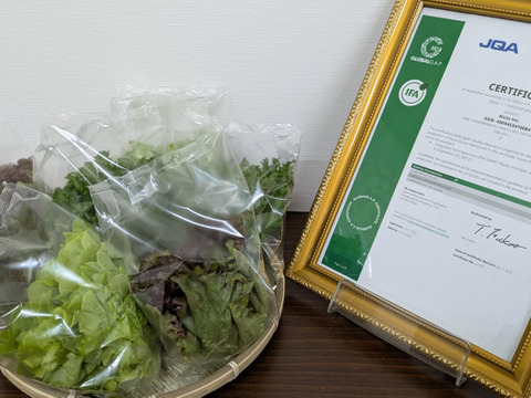 彩りと健康のレタス3種セット　レッドリーフ×フリルレタス×グリーンオーク　個包装約50g×6袋《高クロロゲン酸レタス＆異なる食感を楽しめる低硝酸態窒素レタス》