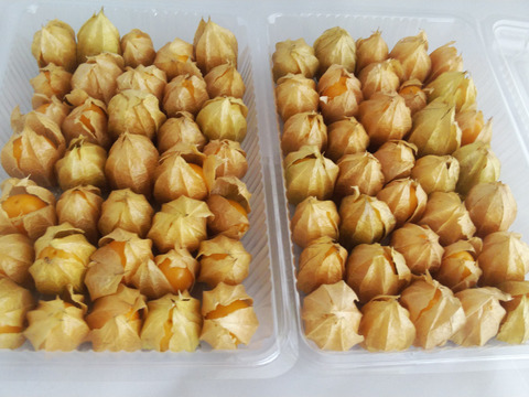 ゴールデンベリー生果実70個(農薬化学肥料不使用)