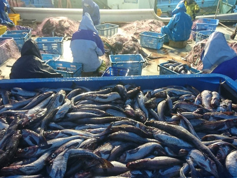 1日3組限定 美味しい魚が獲れる季節到来 新鮮生魚満足セット5種盛り スケソウダラ ホッケなど 北海道産 食べチョク 農家 漁師の産直ネット通販 旬の食材を生産者直送
