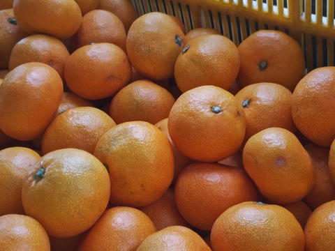 早生みかん★家庭用4.3K