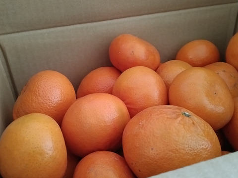 【チョット訳あり】「麗紅」（れいこう）５㎏（サイズ混合）