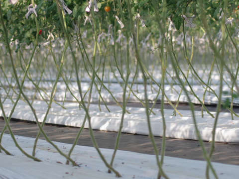 【リピート率97％！】離島育ちの甘いミディトマト『あま壱岐』4kg　アイメック農法と豊かな自然で育まれた自慢のトマトをぜひお試しください！地元スーパーの大人気商品です