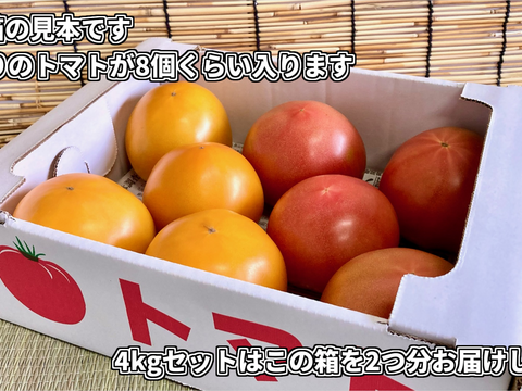 見た目鮮やか！2色の桃太郎トマトセット(2kg)