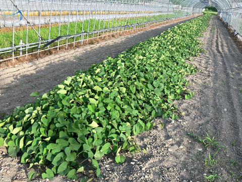 ねっとり熟成密芋！！約２ヵ月以上追熟済み！シルクスウィート（約５kg）