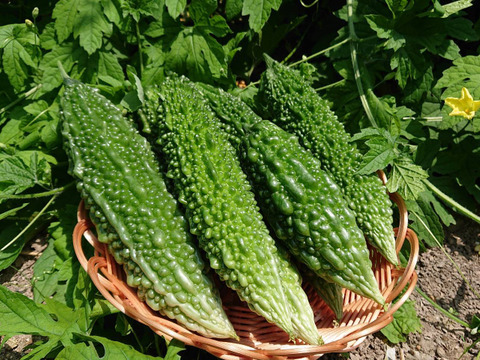 無農薬野菜 ゴーヤ1kg ( 5~6本 )