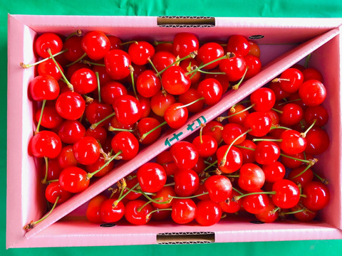 【紅秀峰】　朝採れさくらんぼ　700gバラ詰め