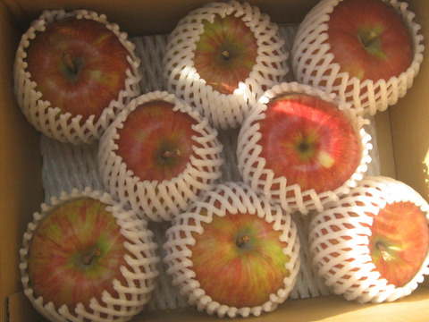 信州りんごサンツガル　約３K