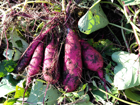 さつまいも　紅はるか（5㎏）
