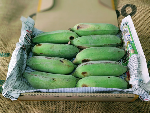 沖縄からの贈り物　アップルバナナ1㎏【農薬・除草剤・化学肥料不使用】