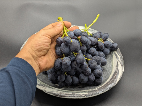 【限定約100房！新品種】黒いアルファ約1kg　規格外／お試し出荷※長野県認証/農薬節減栽培（信州の環境にやさしい農産物認証）