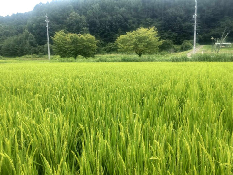 農薬化学肥料不使用『もちひかり』玄米３kg令和７年産　信州佐久穂町