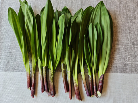 【天然の活力】今が旬！雪解けの恵み「行者にんにく」[５００g] 採れたて直送
