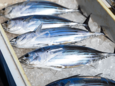 【初鰹】静岡県遠州灘産　カツオ極藁燻し２節【外は燻製、中はレア】