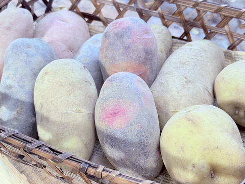 お試しに！】彩り新じゃが5種類 「食べ比べセット」 2kg箱※種類により