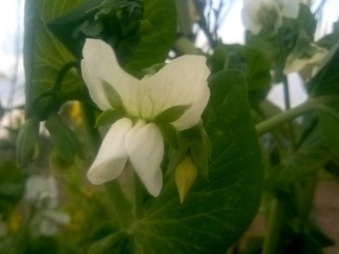 すなっぷえんどう　自然栽培、自家採種　500g