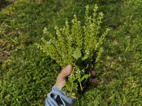 【自然栽培🍀自家採種 】青しその実５０g・美味しい簡単レシピ付き