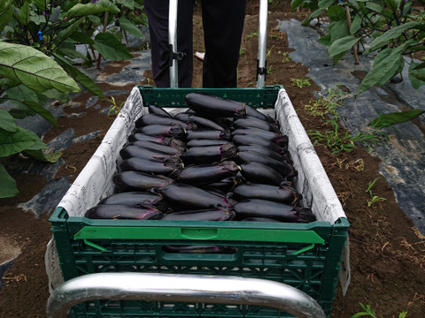 新鮮！朝採りのなす（５㎏）【終了間近（10/1 お届け分まで）】