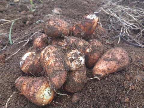 【農薬及び化学肥料不使用】ねっとり滑らかな里芋（3k）