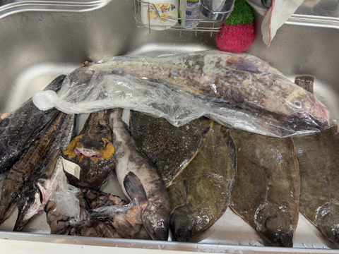 松コース【知床羅臼直送】 船頭にお任せ！鮮魚ボックス（詰め合わせ）海鮮セット