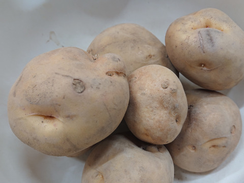 【訳あり】北海道産だんしゃく10キロ