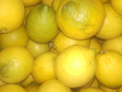 防腐剤、ワックス不使用　皮ごと使用激安広島県産レモン 訳あり品 2ｋg(約20個入)即日発送可能