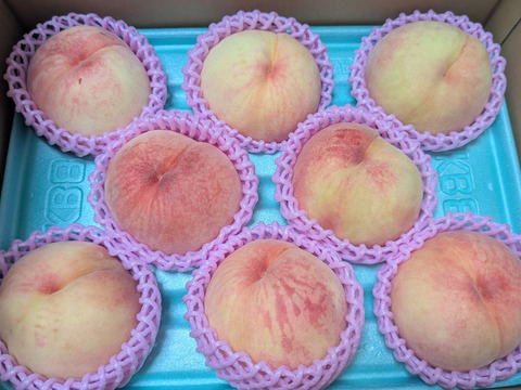 【朝どれ】（訳あり商品）糖度15度以上！　硬い桃　1.5～2.0kg（4-8玉）