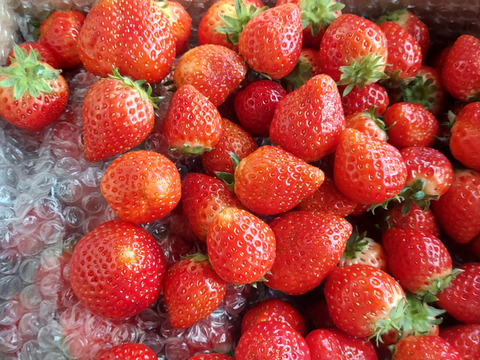 【加工用いちご】3拍子揃った美味しさ❝よつぼし❞（約1.6kg）