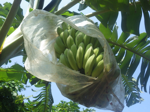 もちもち食感！！西表もちっこバナナ1.5ｋｇ