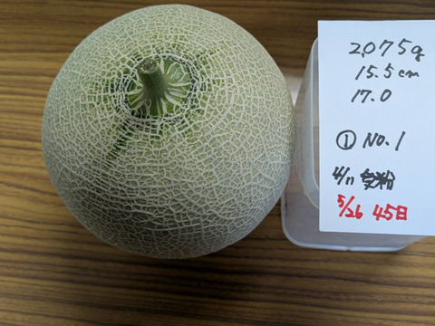 【今年もきました！大好評！】いつでも甘くておいしい大玉最高級メロン！「大利根ロマン シルバーランク！」