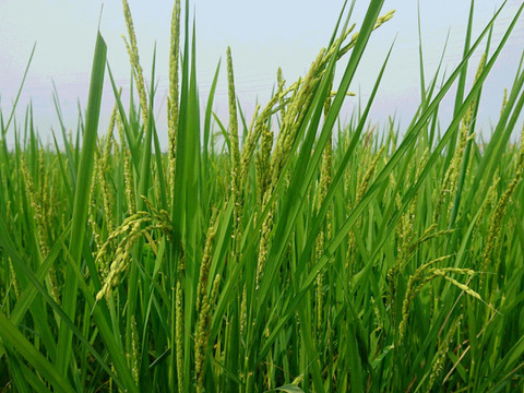 【初めての玄米食】を始める方に♡コシヒカリ 2㎏ 炊き方ﾚｼﾋﾟ付き 農薬不使用・化学肥料不使用 特別栽培米 玄米　令和3年産