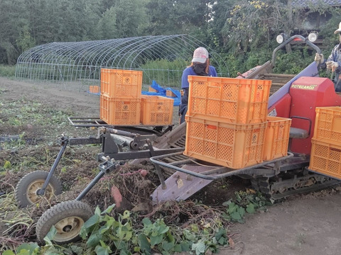 愛情たっぷり❤︎!! 女性さつまいも農家が作るこだわりさつまいも【 茨城県産 べにはるか(土付き) Ｓ〜ＬサイズMix ５kg 】