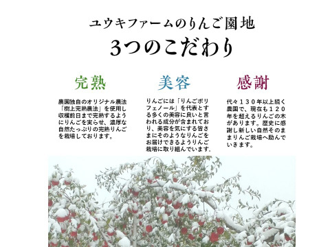 青森県弘前市産りんご「冬ギフト」「蜜入り」糖度１３%以上  数量限定販売
※リピーター多数！！
サンふじ王林ミックス３kg１１個入り