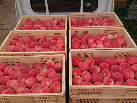 【特秀品】【朝どれ】おさだ農園の桃　山梨奨励品種　『なつっこ』　2㎏（6玉）