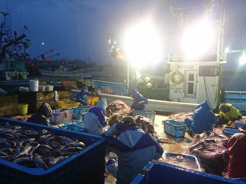 1日3組限定 美味しい魚が獲れる季節到来 新鮮生魚満足セット5種盛り スケソウダラ ホッケなど 北海道産 食べチョク 農家 漁師の産直ネット通販 旬の食材を生産者直送