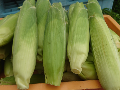 ボカシ栽培！糖度18以上のキャンベラトウモロコシ10本