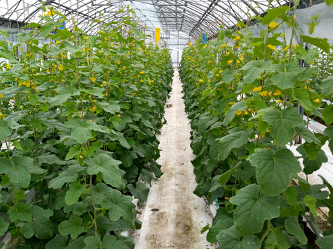 【夏ギフト】甘さスッキリ！ 千葉県富津市産タカミメロン 1.2～1.5kg/個 ×3個入り