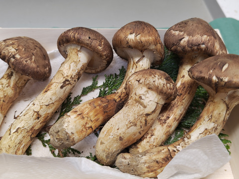 【秋の味覚の王様】松茸/マツタケ/まつたけ/純国産/215g【特上】【最短当日発送】