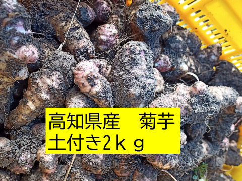 高知県産　【菊芋2ｋｇ】 フランス種　紫菊芋　自然栽培