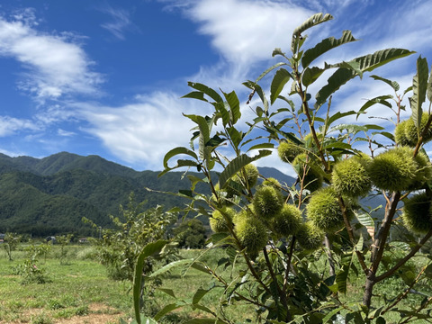 信州あづみ野特選栗2Lサイズ