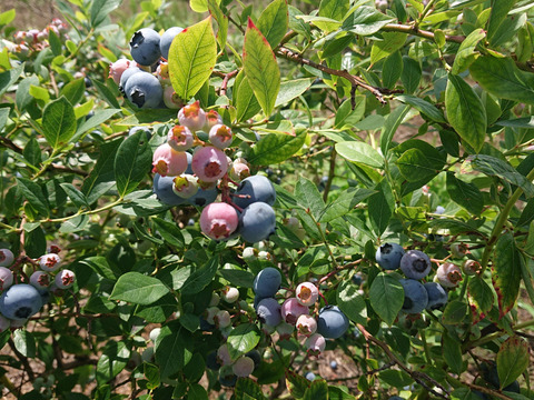 【今が旬♪】採れたて新鮮な完熟した甘酸っぱい生のブルーベリー1㎏！化粧箱入り(500g×2パック)