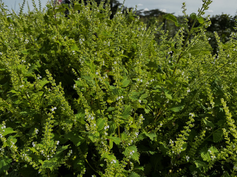 【自然栽培🍀自家採種 】青しその実５０g・美味しい簡単レシピ付き