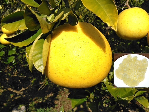 化学合成農薬栽培期間中不使用　土佐文旦　家庭用訳あり品　大小混合　Lサイズ以上、上限なし　10kg入(15個前後)　文旦の本場👑高知県土佐市産　※北海道への配送はできません　ぶんたん　ブンタン