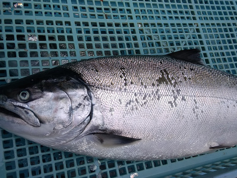 価格はそのまま サイズアップ 天然活〆サクラマス 1 5k以上1匹 北海道産 食べチョク 農家 漁師の産直ネット通販 旬の食材を生産者直送 価格はそのまま サイズアップ 天然活〆サクラマス 1 5k以上1匹 北海道産 食べチョク 農家 漁師の産直ネット通販 旬の食材を生産者直送