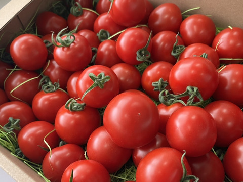 【岐阜県産】初採り！ジューシー✨トマト(フルティカ)🍅3㎏