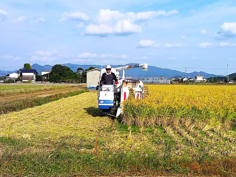 精米　22年度産　自然栽培歴15年以上　お米（おいしい精米5ｋｇ）昔の品種：朝日米　自家採取