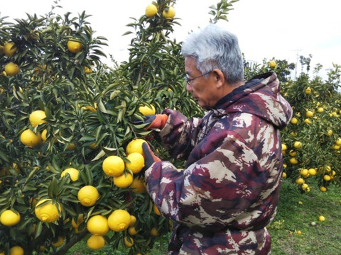 春の味　贈答用　はるか　１２玉