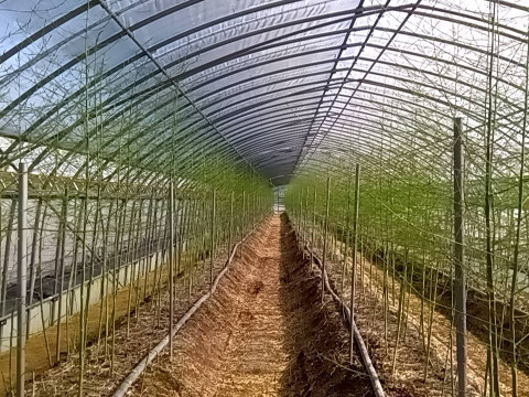 【5月限定】SMサイズ中心の健康なアスパラガス（1kg）サービス商品です！