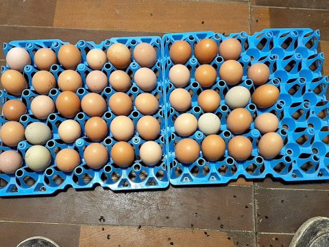 ８個セット　免疫力の持った種卵を生産し丈夫なヒヨコから新鮮な有精卵