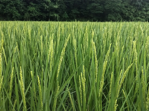 【新米】農薬化学肥料不使用　信州伊那谷★コシヒカリ(玄米)2025年産・5㎏